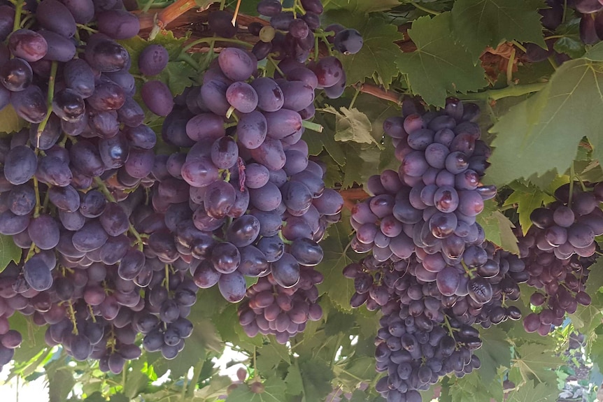 Seedless red grapes