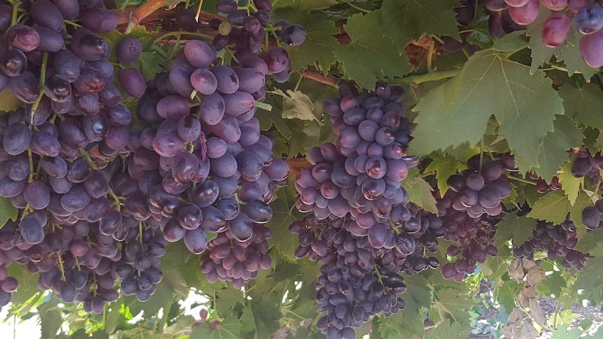 Seedless red grapes