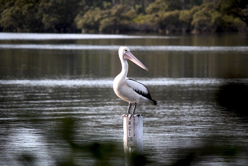 A pelican on the water at Sussex Inlet.