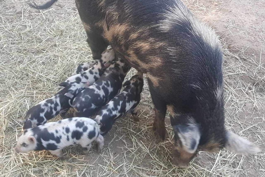 Four spotted pigs snuggle their mum.