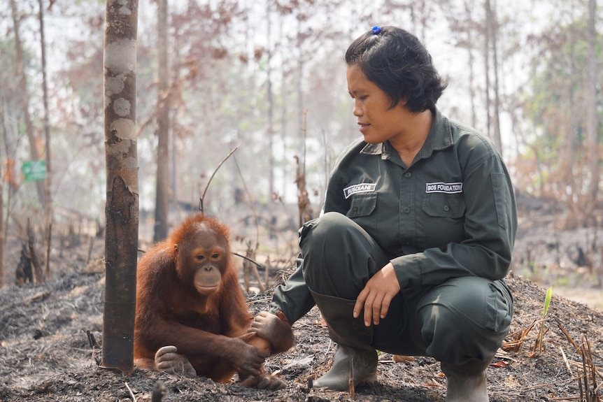A woman sits with an orangutan in a burnt forest.