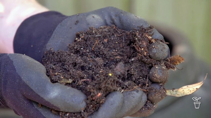 Gloved hands holding soil