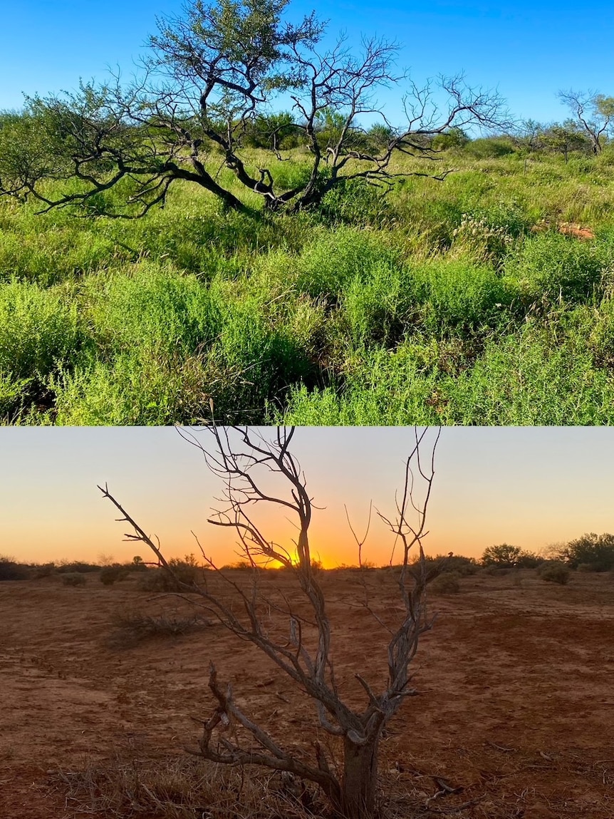 An image of shrubbery in the bush, two comparisons, before and after the rain.