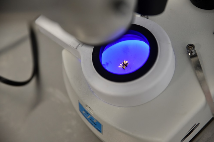 Examining a sterile fruit fly in the laboratory