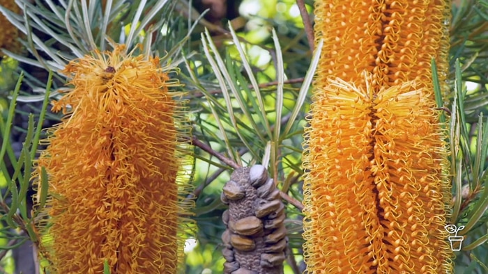 Bright orange-coloured banksia flowers growing outdoors