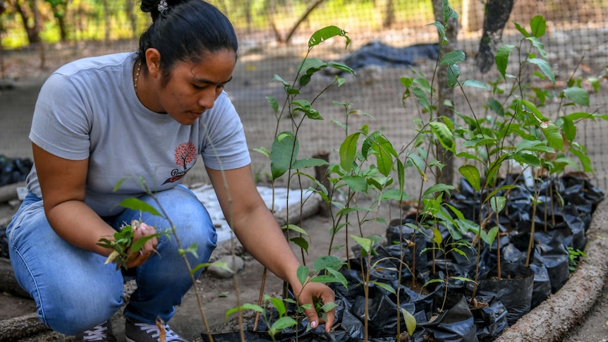 A Colombian woman looks at Guaimaro tree seedlings
