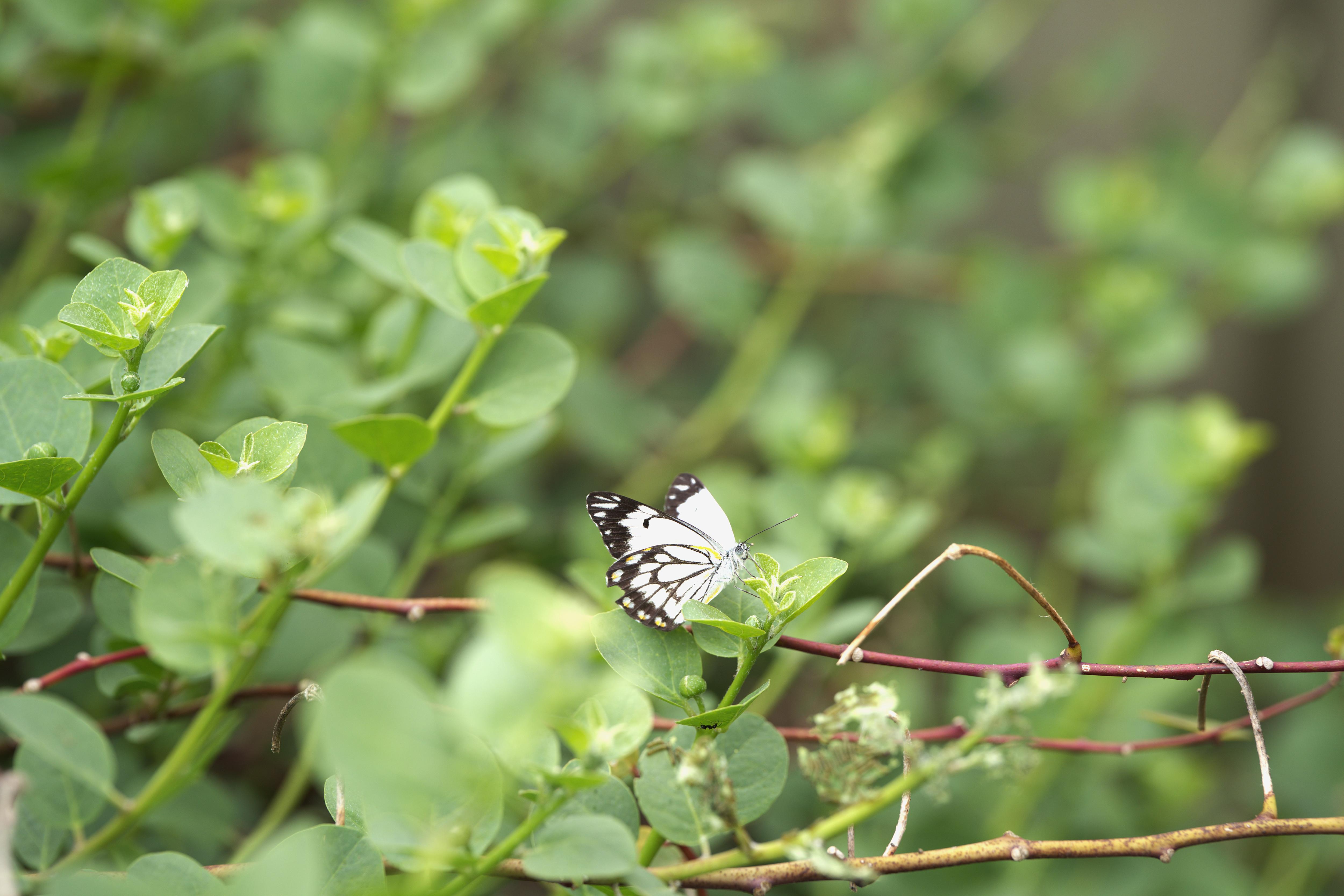 A black and white butterfly lands on a bush.