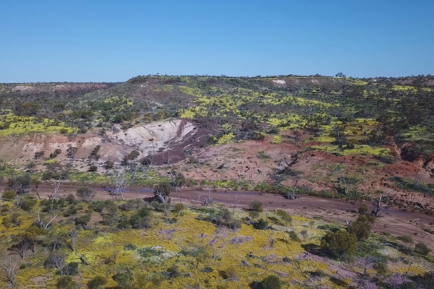 Drone view of yellow flowers carpeting hilly terrain. 