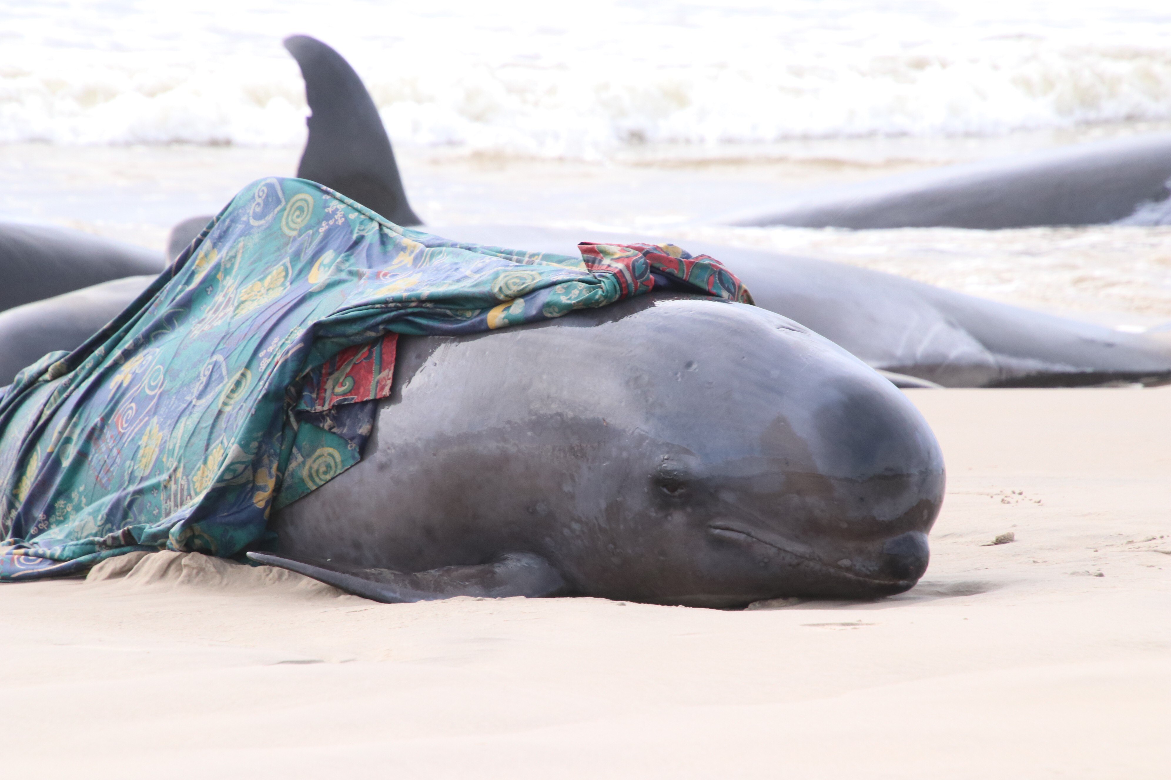 Hundreds Of Whales Stranded At Hells Gates In Tasmania, Two Years After ...