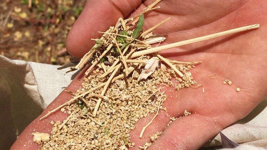 DPI agronomist Callan Thompson said on today's domestic market, Quinoa prices could range anywhere from $600 to $1400 a tonne.