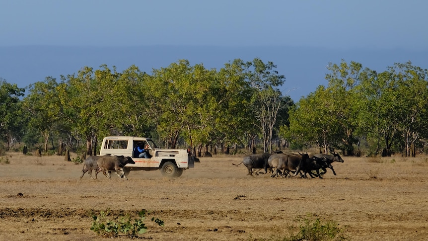 Image of cars driving with buffalo running. 