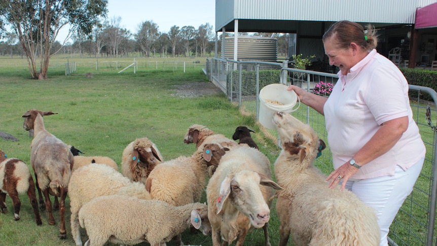 Awassi sheep cheese-making farmer Carolyn Davidson and her flock
