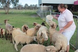 Awassi sheep cheese-making farmer Carolyn Davidson and her flock