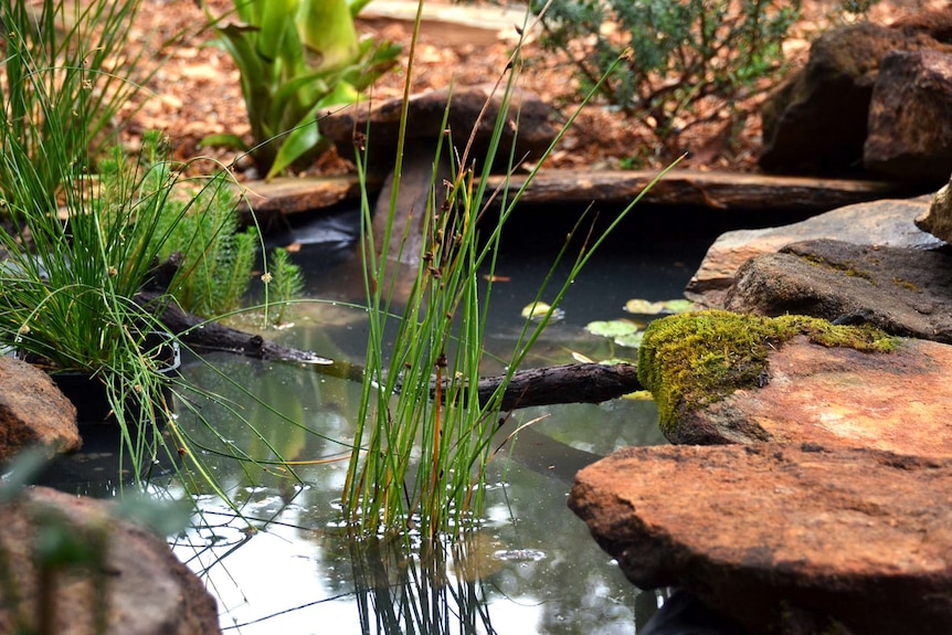 Frog pond closeup