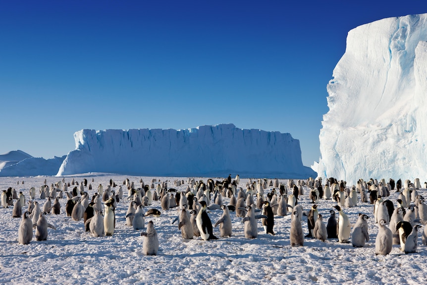 A large colony of emperor penguins.