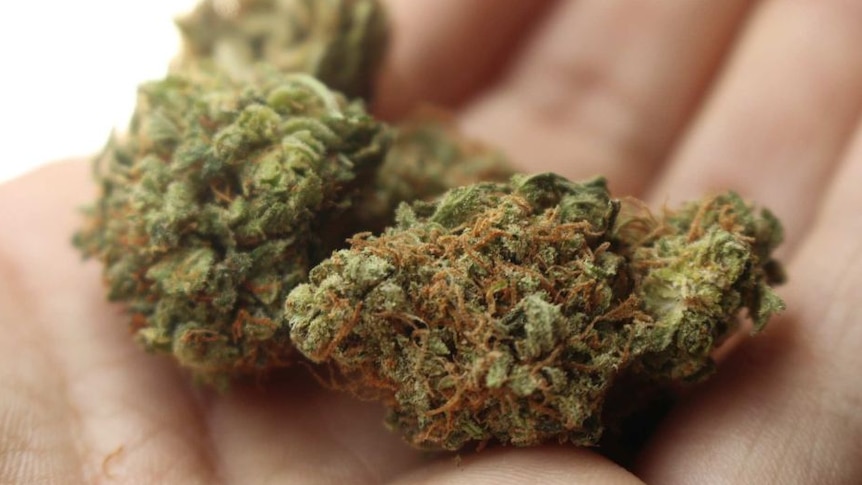 Two large marijuana buds sitting in a persons hand