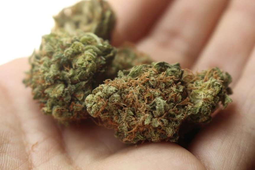 Two large marijuana buds sitting on a person's hand.