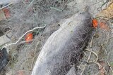 Dead dolphin entangled in graball net
