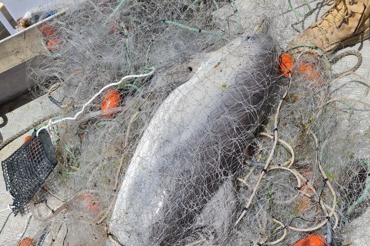 Dead dolphin entangled in graball net