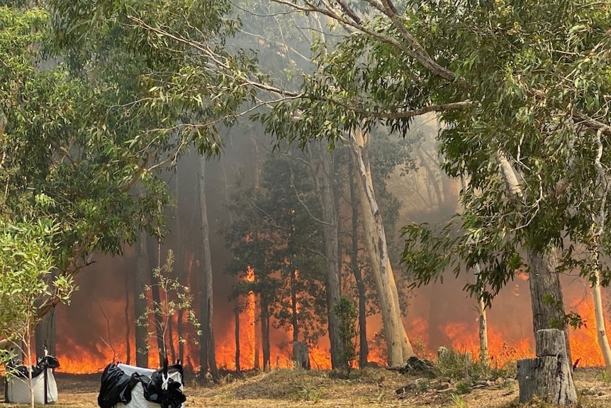 A large fire burns in bushland.