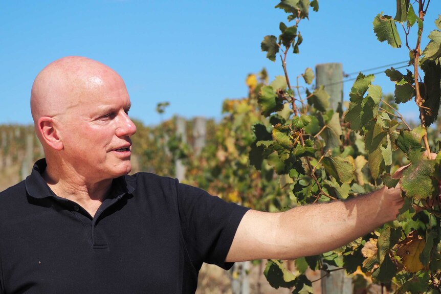 A man in a vineyard holds up a vine.