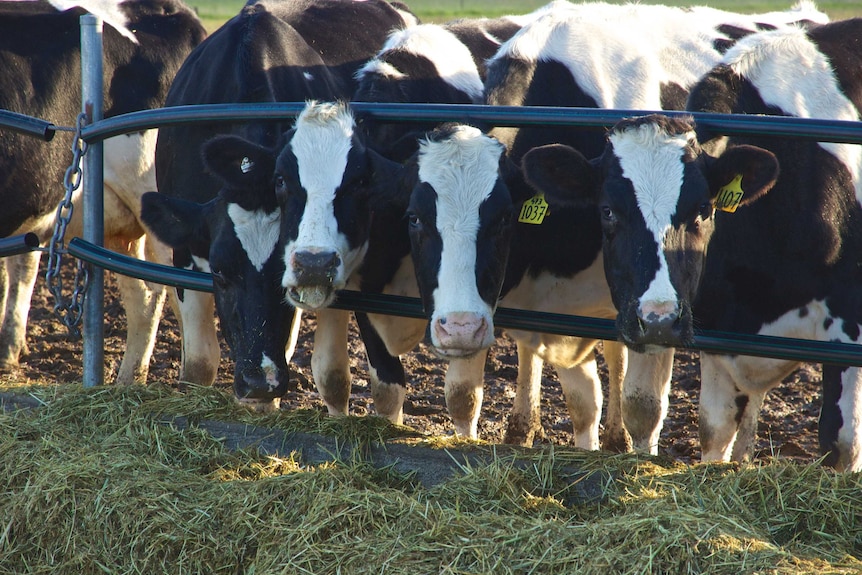 Three dairy cows