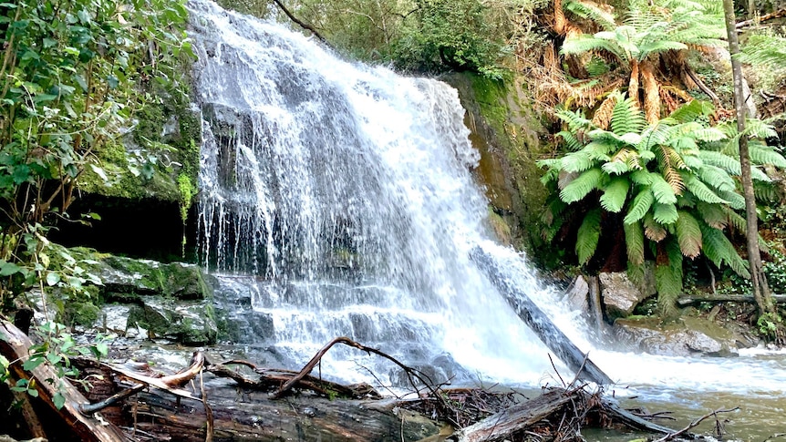Lilydale Falls in northern Tasmania
