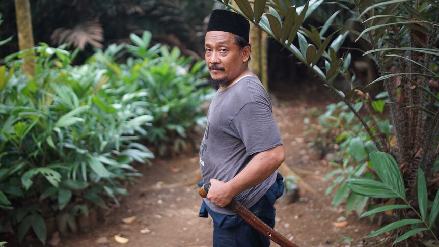 Asmawi stands side-on to the camera with one hand on his machete in a cluster of Salacca zalacca trees.