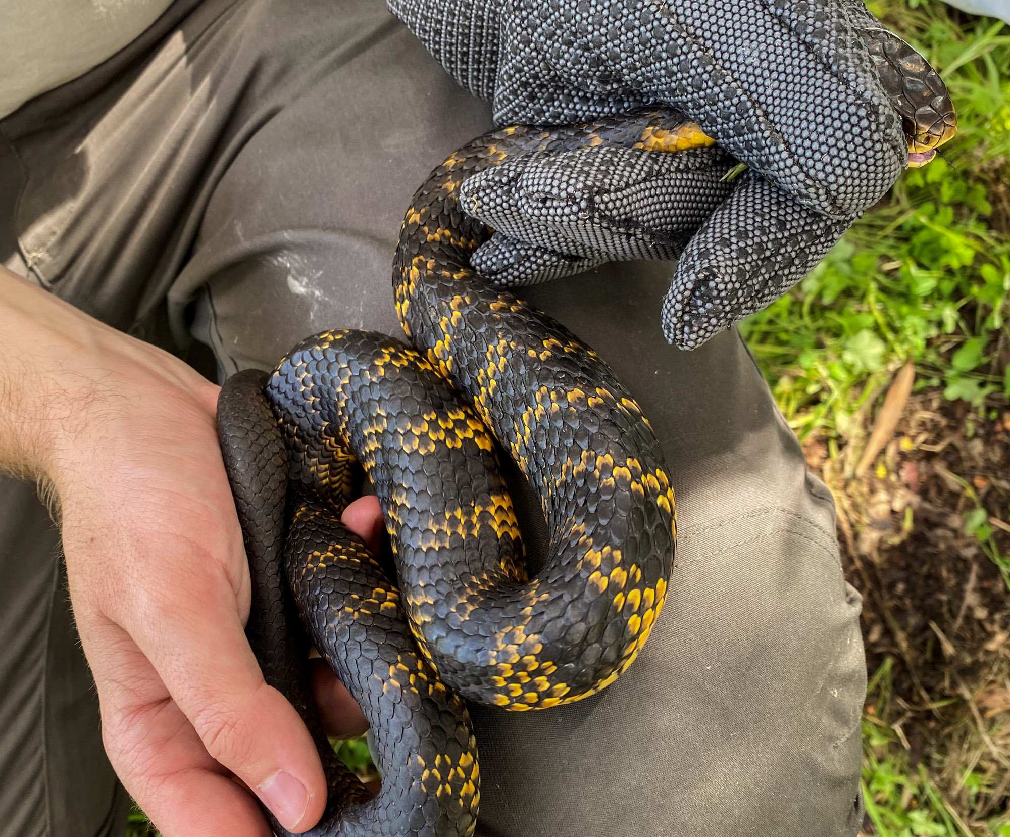 Perth Urban Wetlands Home To Hundreds Of Tiger Snakes, Researcher Finds ...