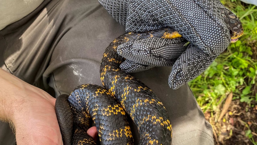 A close-up of Damian Lettoof holding a black and yellow tiger snake at Perth wetlands.