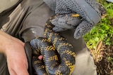 A close-up of Damian Lettoof holding a black and yellow tiger snake at Perth wetlands.