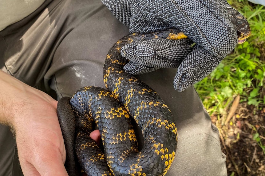 Damian Lettoof catches and measures Tiger snakes at Perth wetlands.