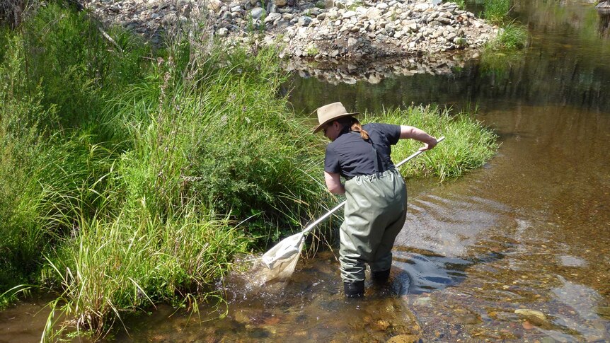 Dr Susan Nichols collects a macroinvertebrate sample from the Cotter River.