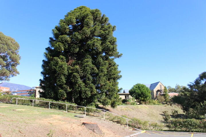 Bunya pine in Warwick Oakman's property