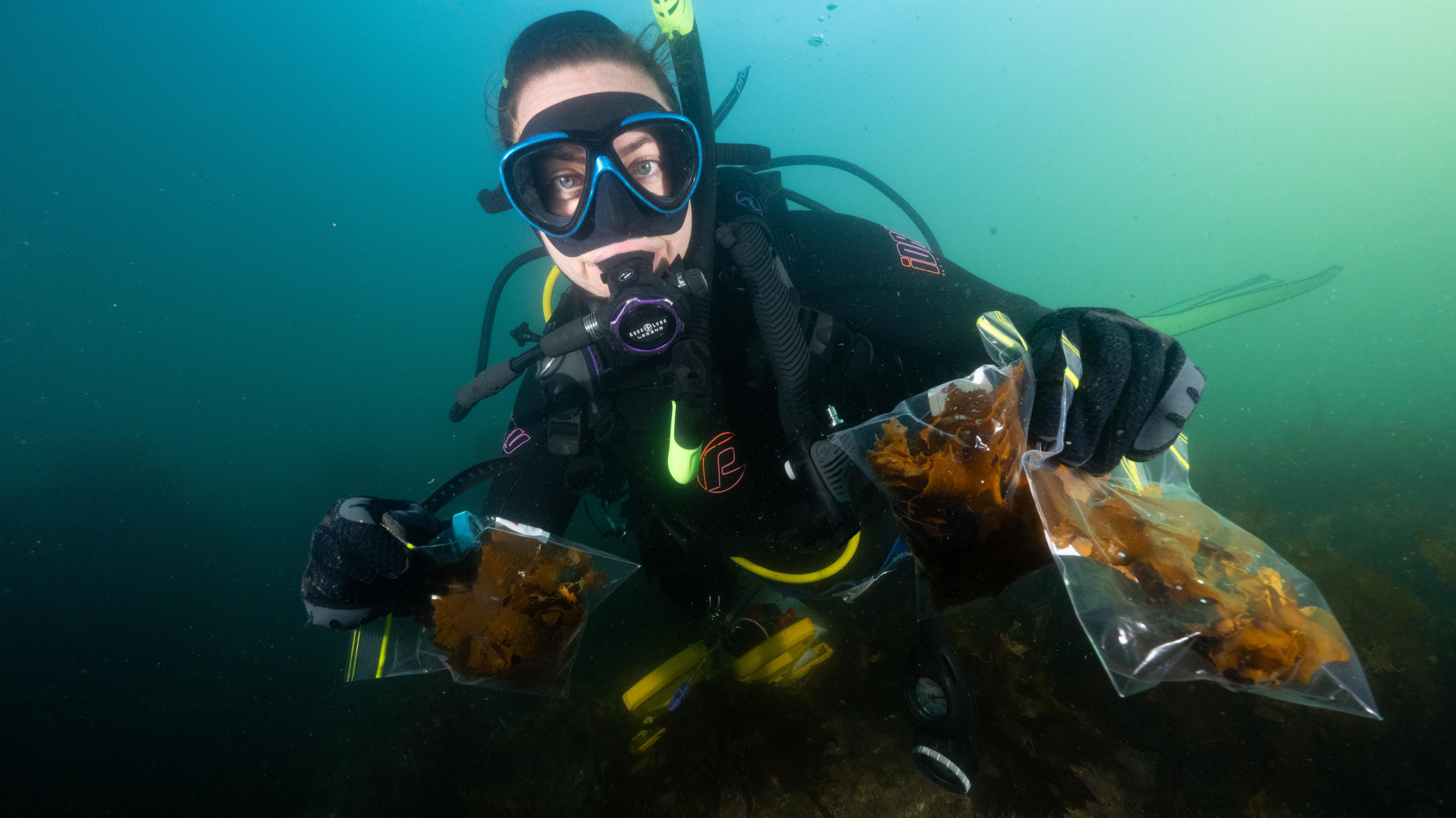 Un buzo con máscara y equipo de buceo bajo el agua sostiene bolsas llenas de algas