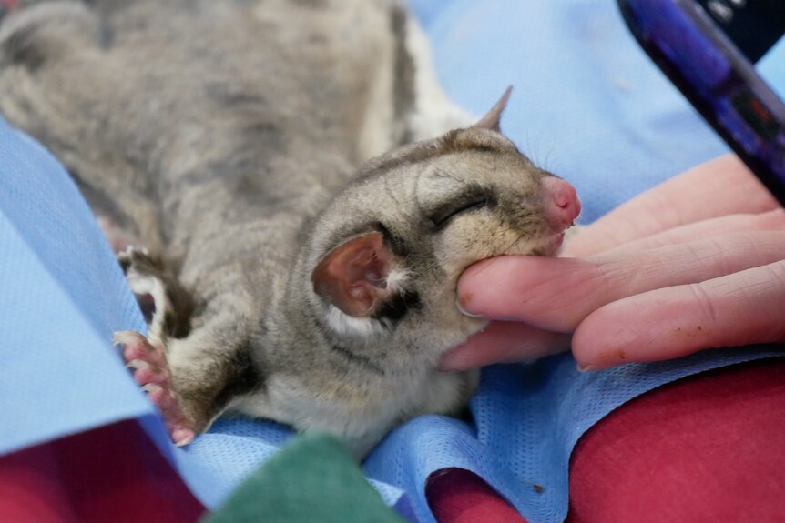 A finger supports the head of an unconscious sugar glider which is lying on a surgical cloth.