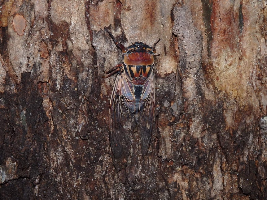 Eastern double drummer cicada (Thopha saccata)