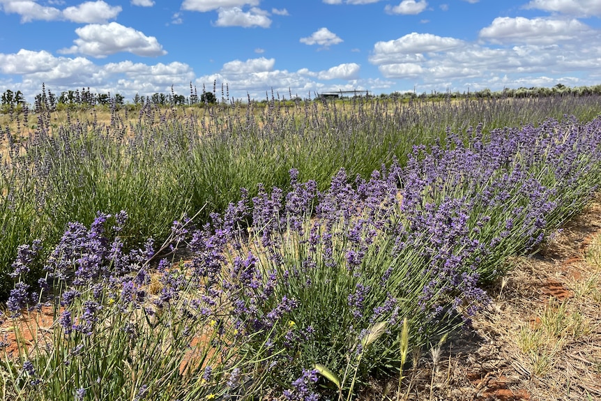 Rows of lavender 