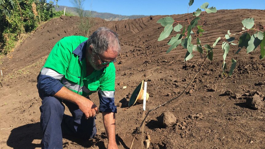 A man in a green fluoro shirt on his knees planting a tree