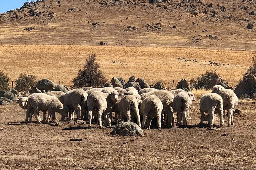 Sheep on David Young's farm at Yass.