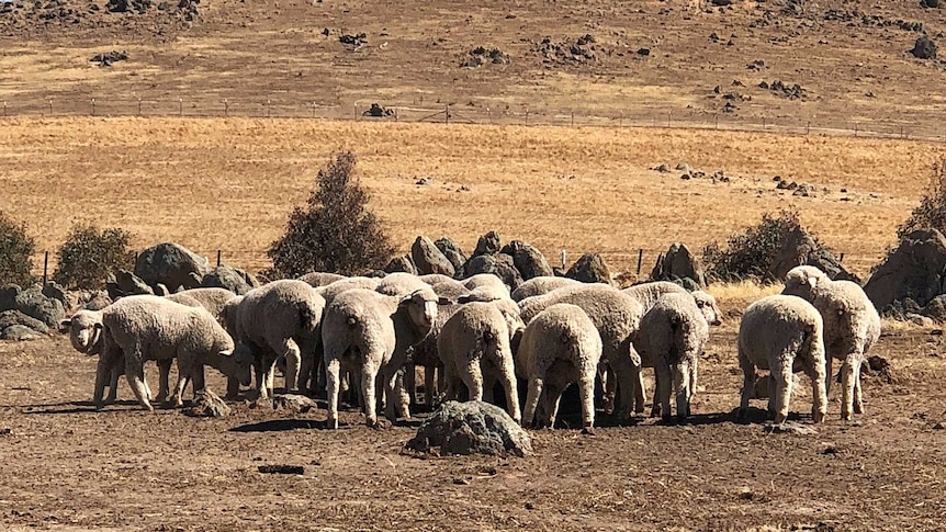 Sheep on dry land.