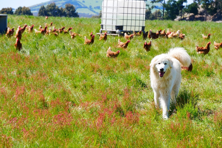 A large white dog with chickens