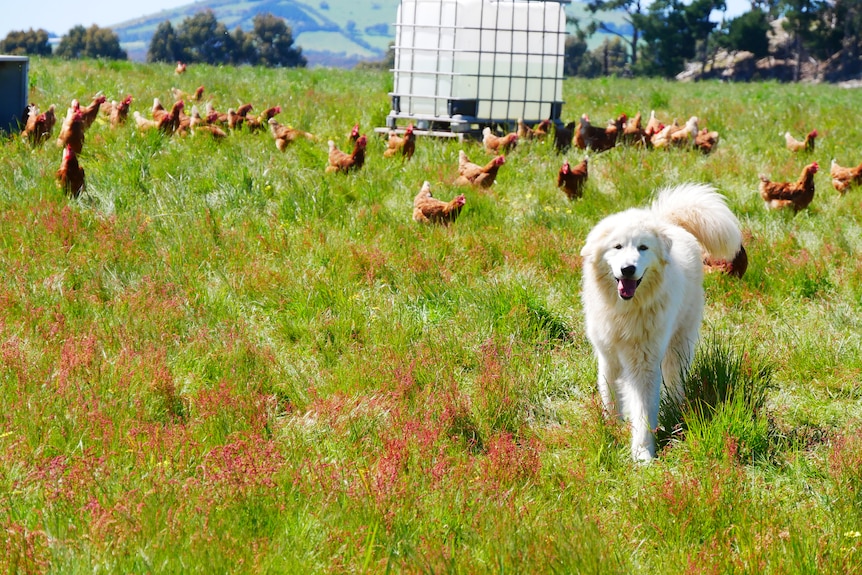 Un grand chien blanc avec des poulets