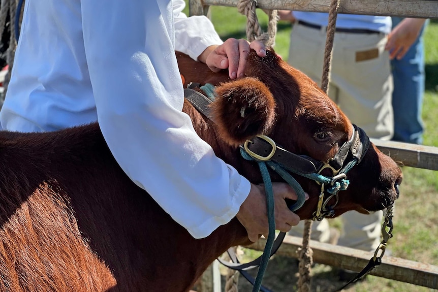 A child handles a brown calf wearing a halter.