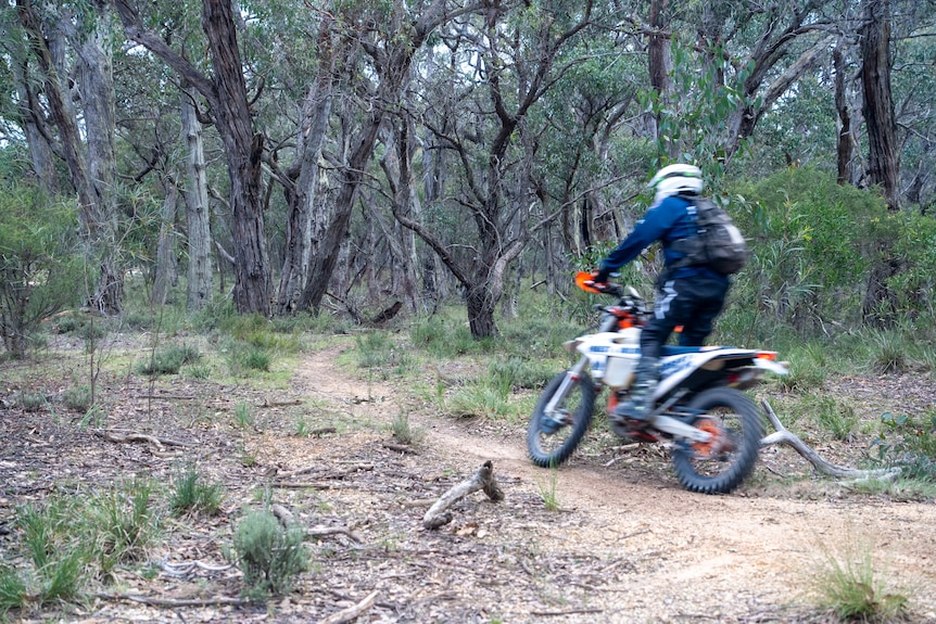 A person on a dirt bike in the bush.