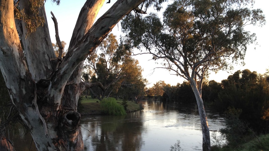 The sun sets over a giant white river gum tree in front of the fast flowing brown river