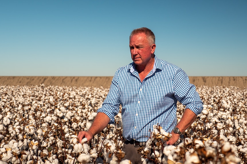 Cubbie Ag CEO Paul Brimblecombe standing in a cotton crop at Cubbie Station near Dirranbandi in April 2021.