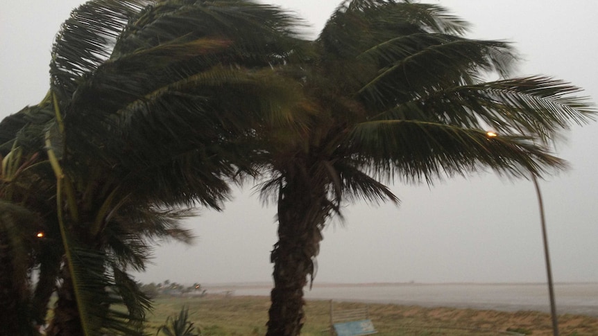 Wind blown palm trees