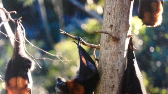 Black and spectacled flying foxes.