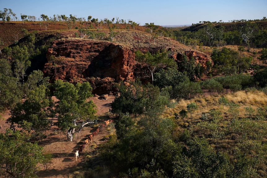 A view of cattle walking through the Kimberley landscape